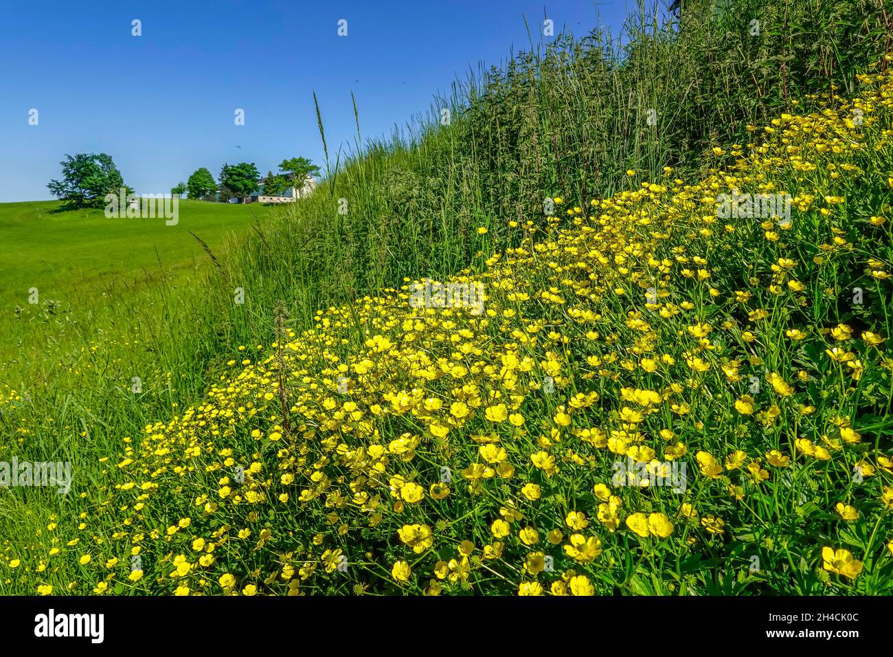 Butterblumen, Scharfer Hahnenfuß (Ranunculus acris), Sachsen ...