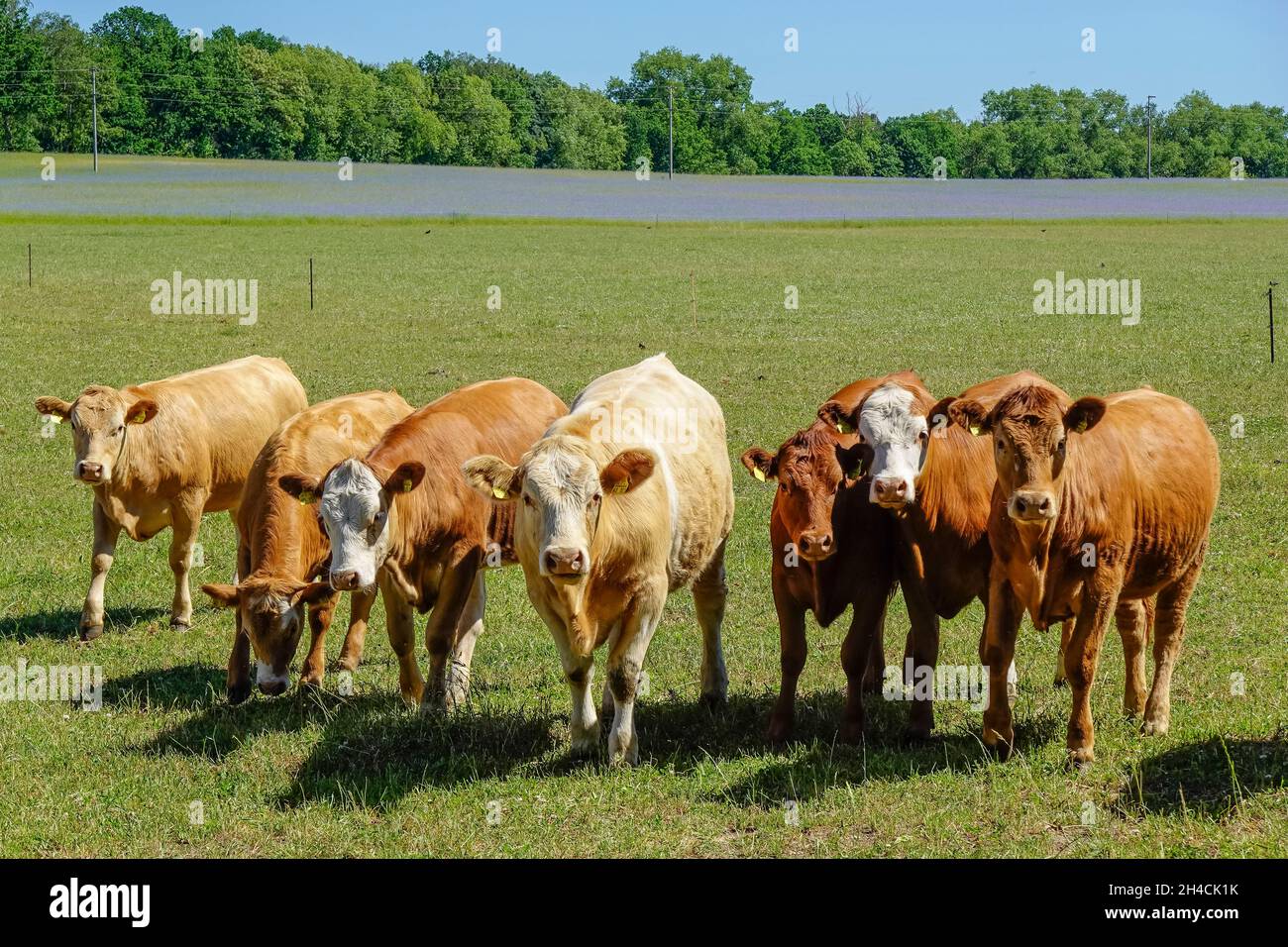 Kühe auf der Weide, Kremmen, Brandenburg, Deutschland Stock Photo