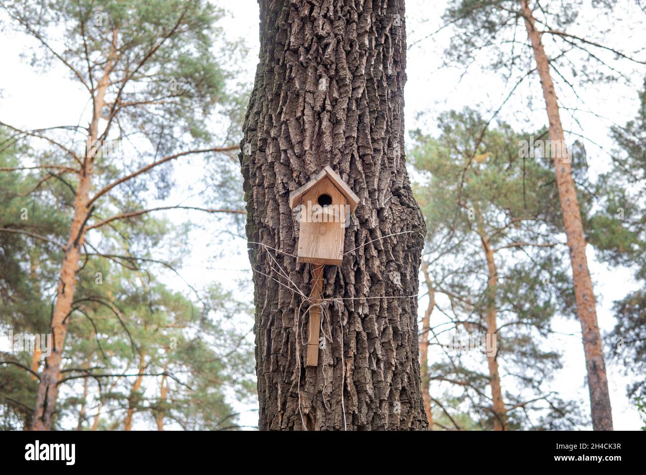 Birdhouse attached with ropes to the trunk of a tree in the forest