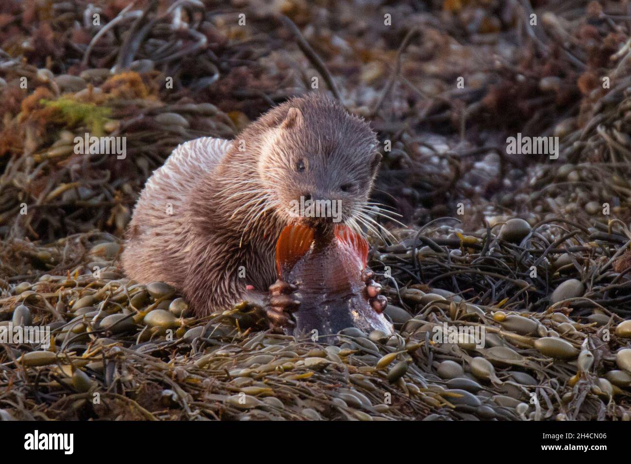 Feeding otter (Lutra lutra) at Loch na Keal (Scottish Gaelic: Loch na Caol) Stock Photo