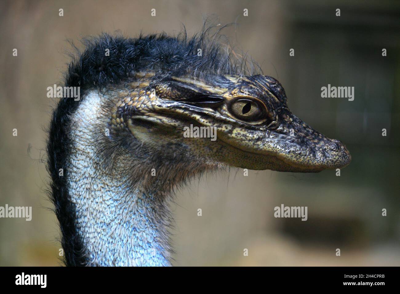Closeup shot of an animal with a lizard head and a bird body Stock Photo