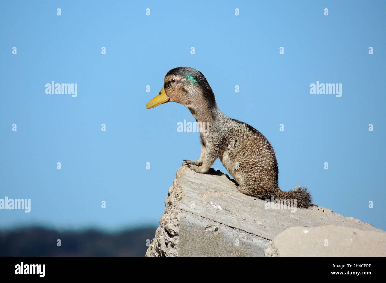 Closeup shot of an animal with a duck head and a mammal body Stock Photo