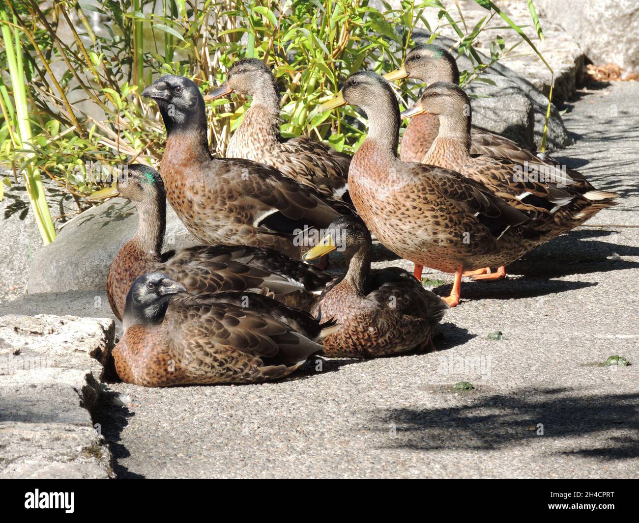 Closeup shot of ducks with a corvus head Stock Photo