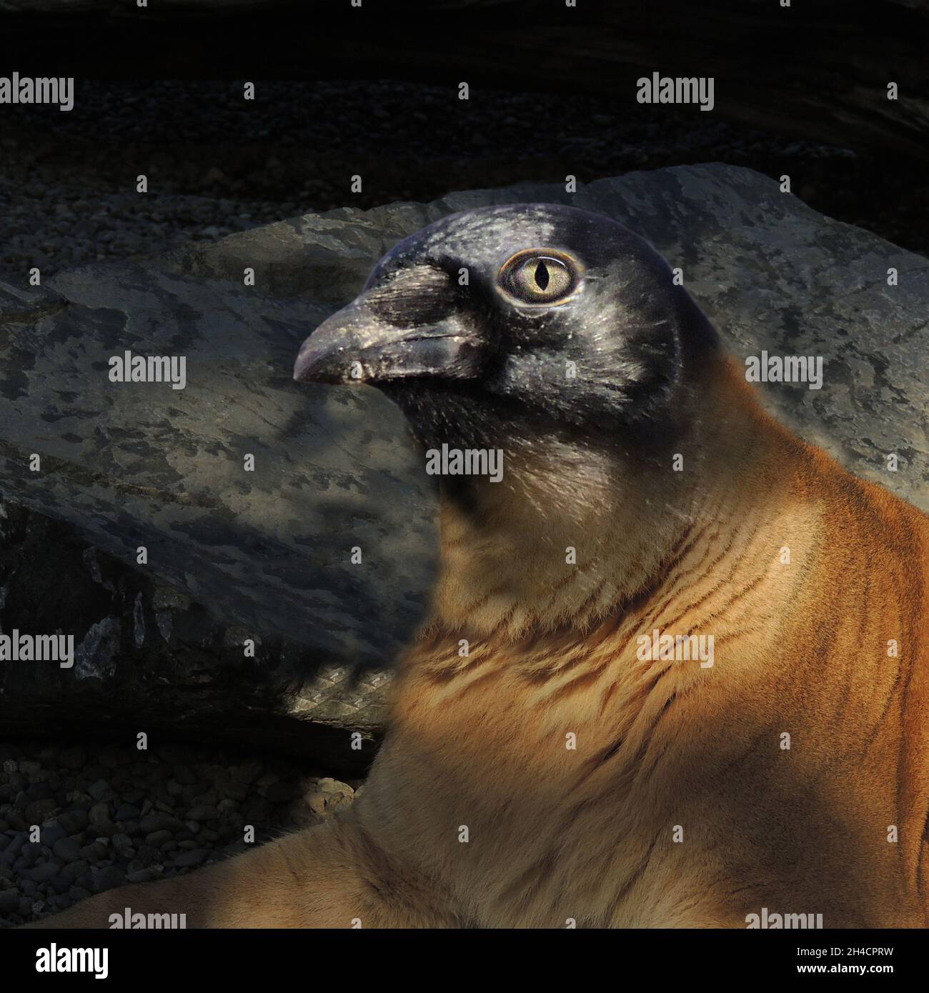 Closeup shot of an animal with a bird head and a lion body Stock Photo