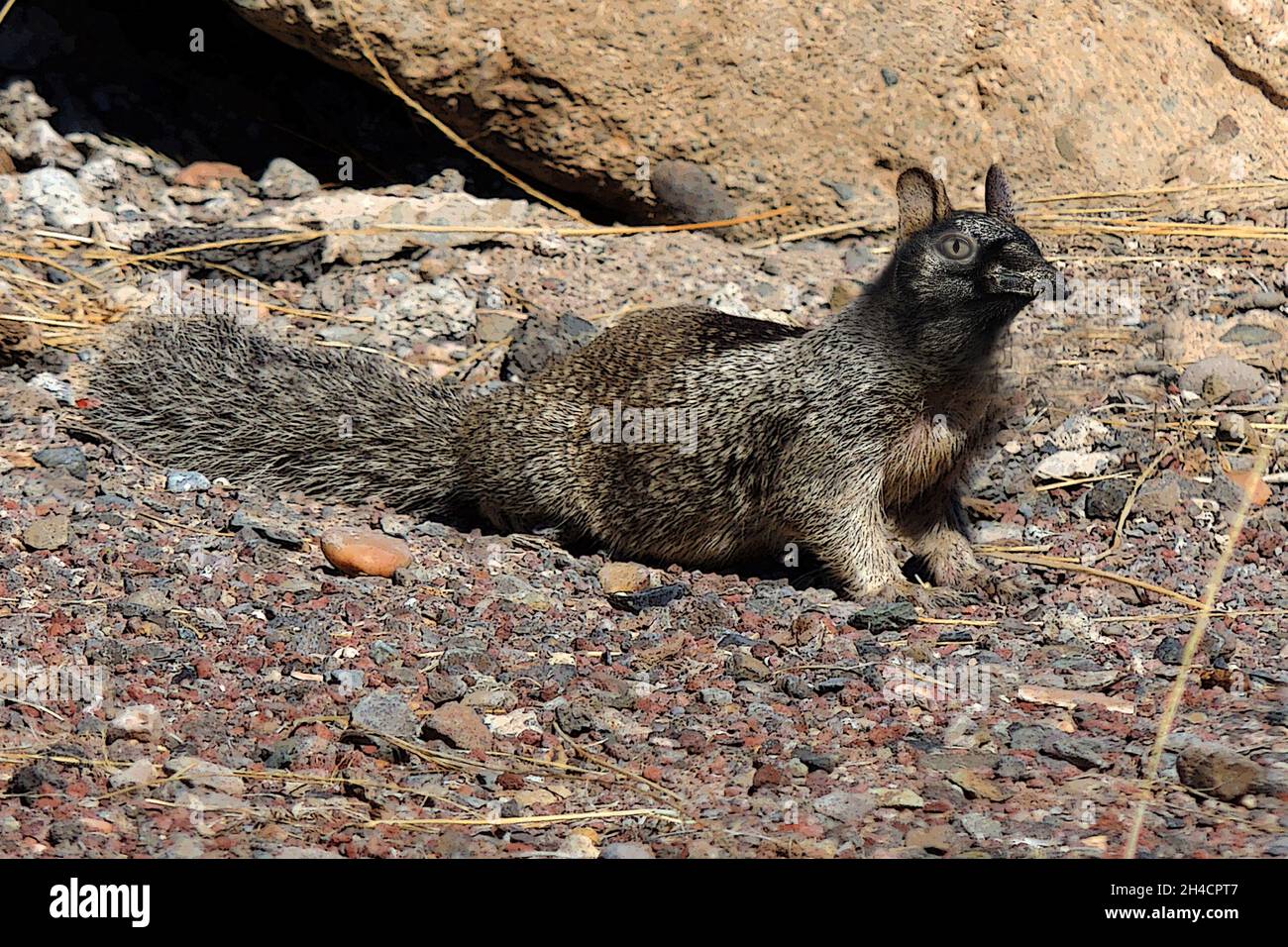 Closeup shot of an animal with a duck beak and a  squirrel body Stock Photo