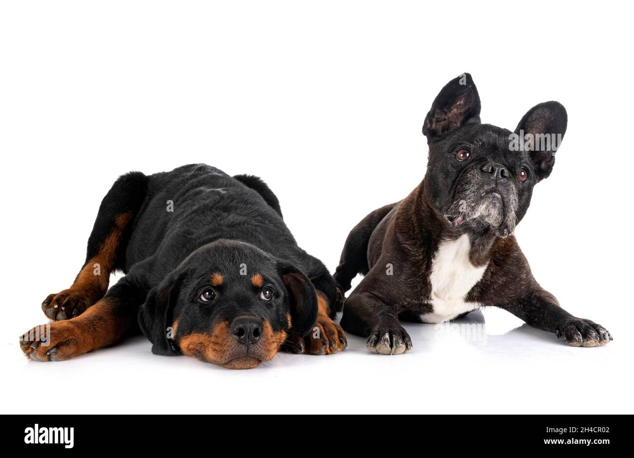 french bulldog and puppy rottweiler in front of white background Stock
