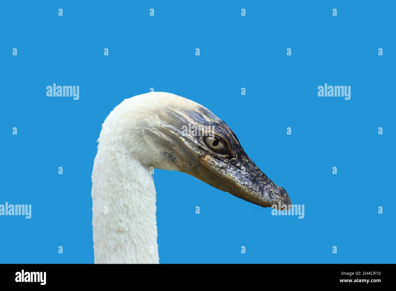 Closeup shot of an animal with a lizard head and a bird body Stock Photo