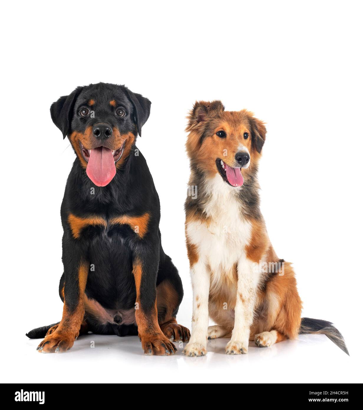 Shetland Sheepdog and puppy rottweiler in front of white background Stock Photo