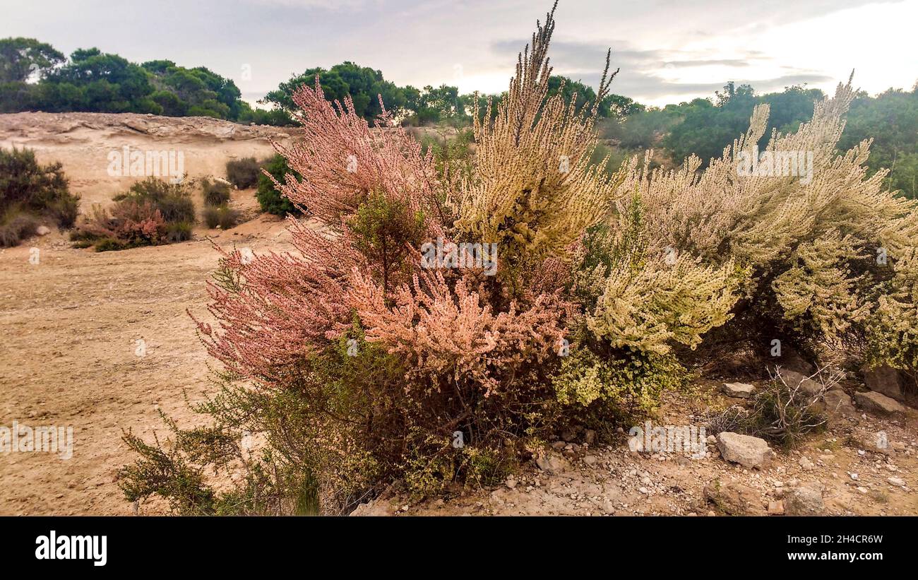 Countryside landscape with native bushes and Salsola Oppositifolia plants in Alicante, Spain Stock Photo