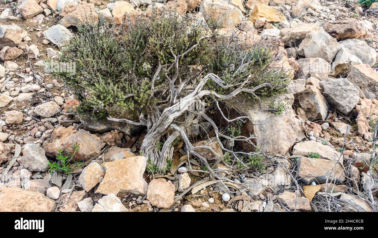Thymelaea Hirsuta plant surrounded by rocks in the mountain in Alicante, Spain Stock Photo