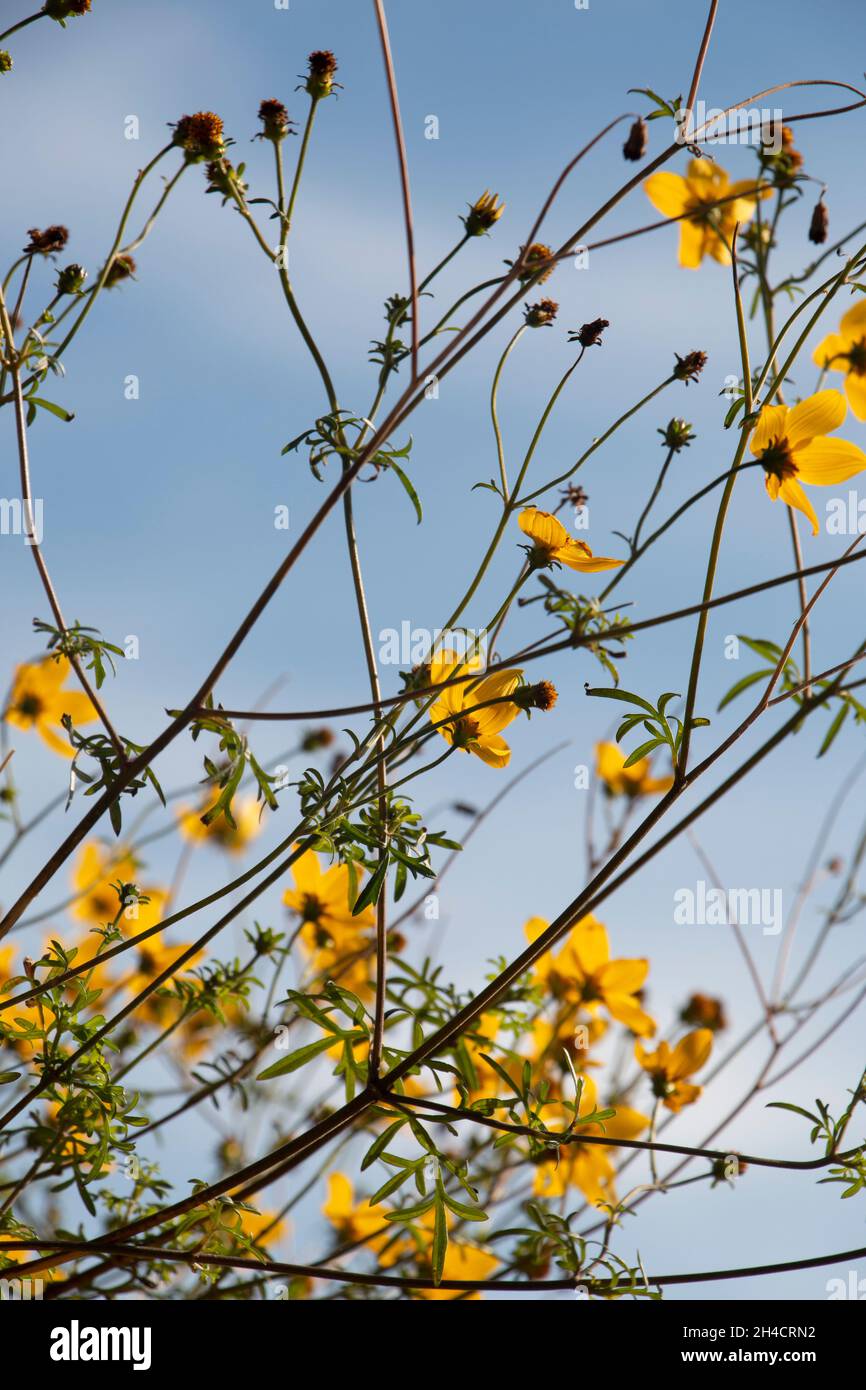 Garden flowers yellow hires stock photography and images Alamy