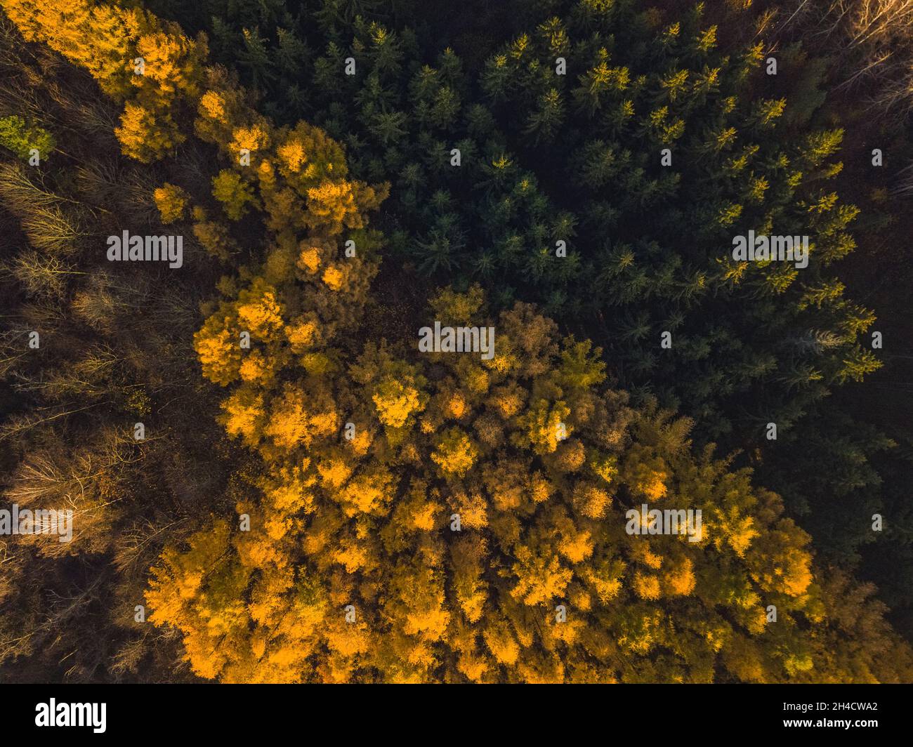 Larch Forest in Autumn. Aerial Top-Down View Stock Photo