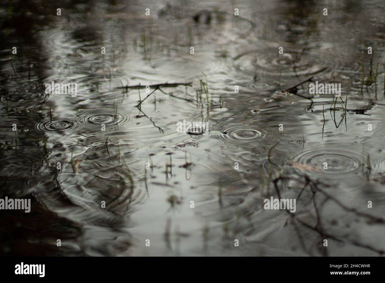 Puddle in spring. Circles on the water. The surface of the water after ...
