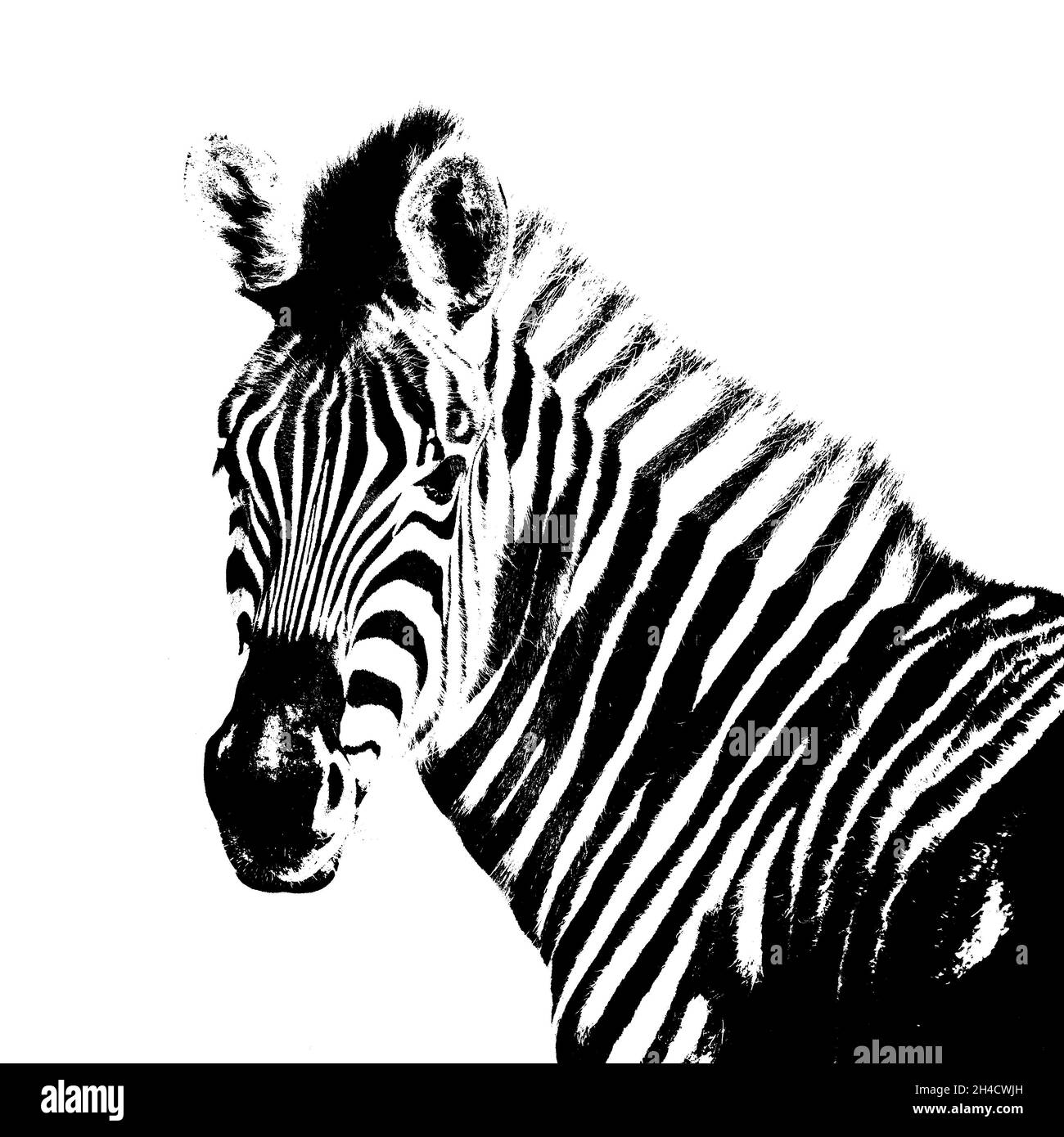 Portrait with a young Zebra in black and white Stock Photo - Alamy
