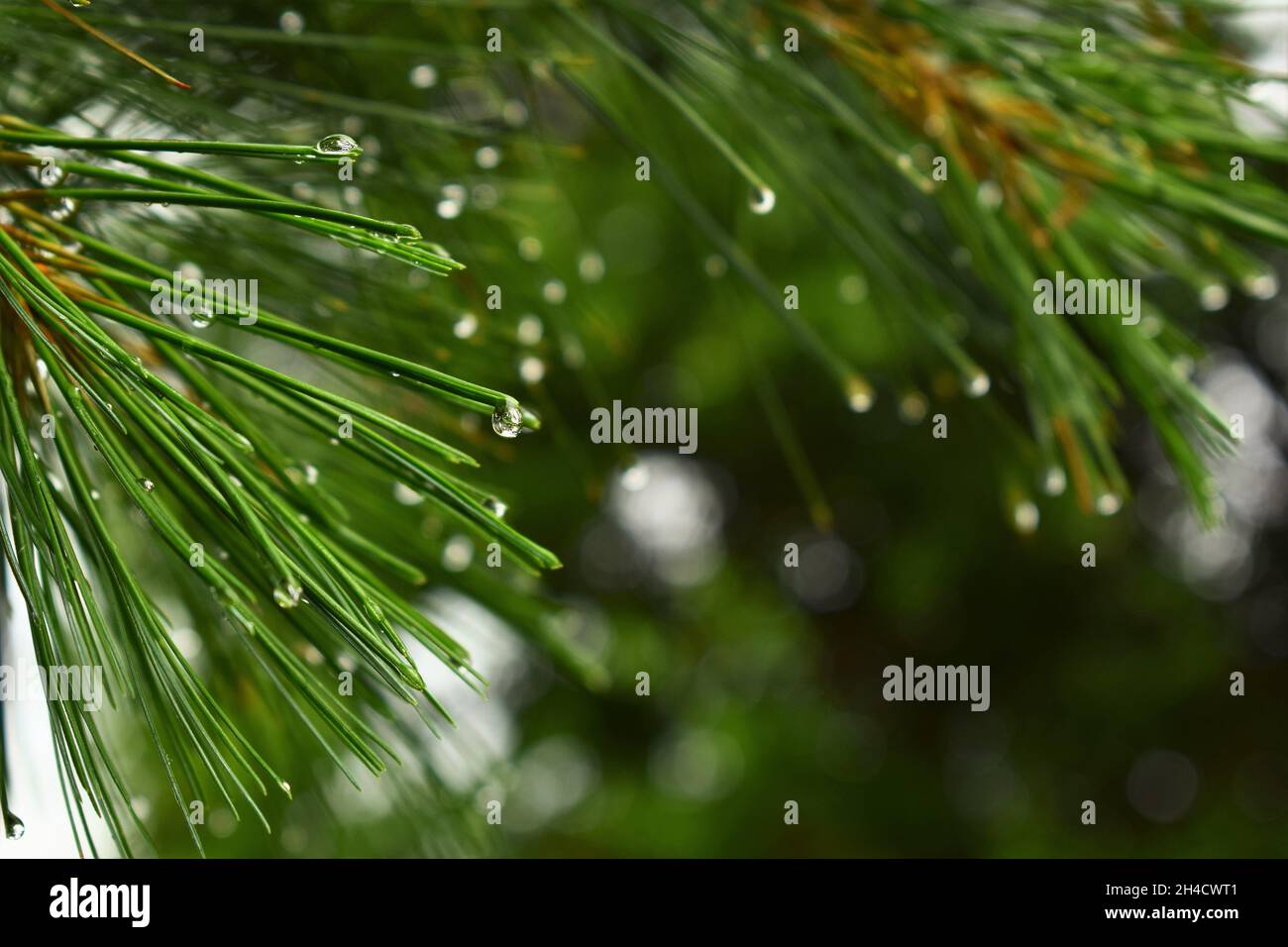 Rain droplets on pine needles Stock Photo