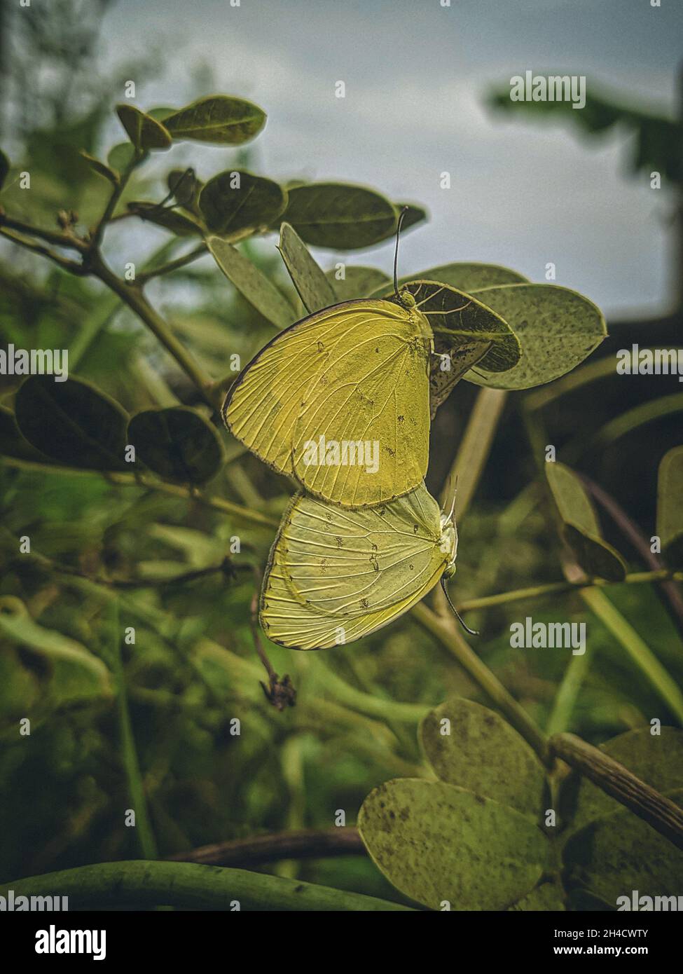 daily life photography Stock Photo Alamy