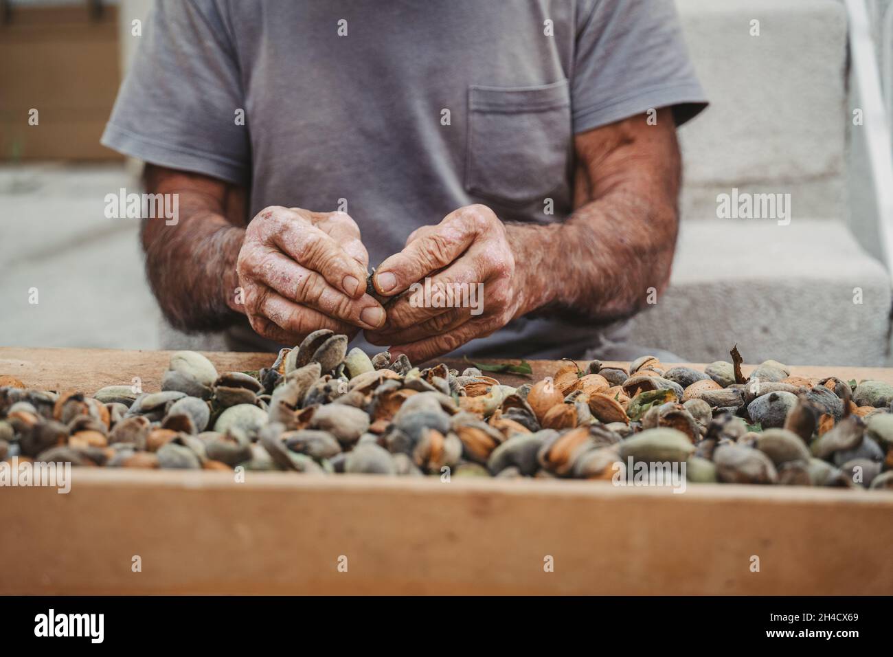 Hands of ethnically diverse senior citizen peeling the almonds Stock Photo