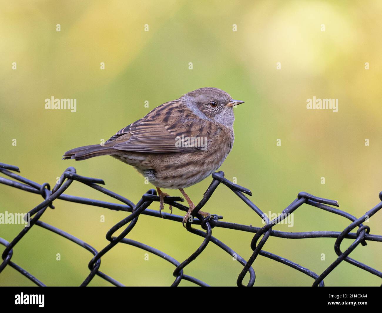 An adult Dunnock (Prunella modularis) sitting on a wired fence Stock Photo