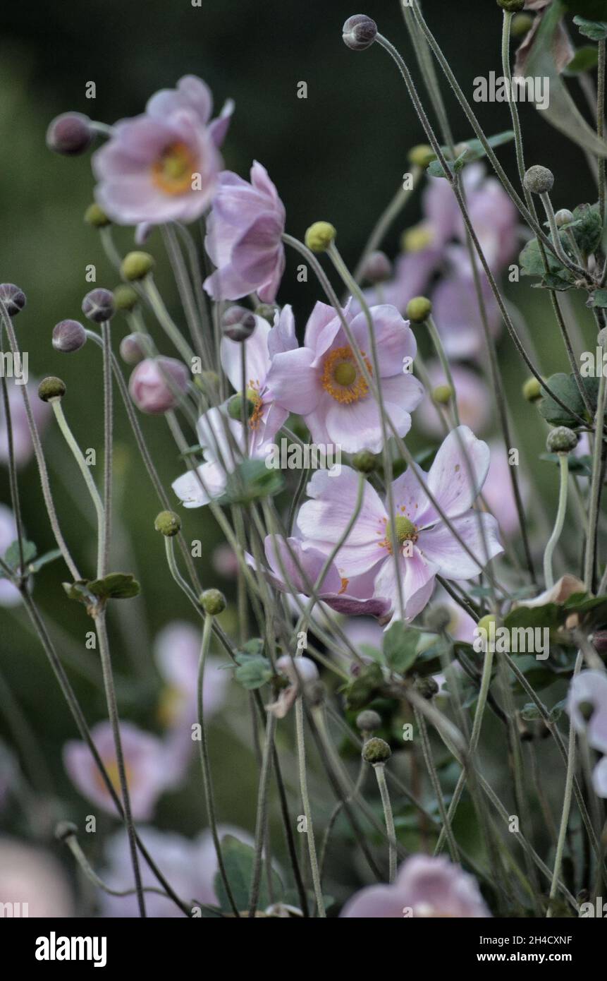 details of flowers Stock Photo Alamy