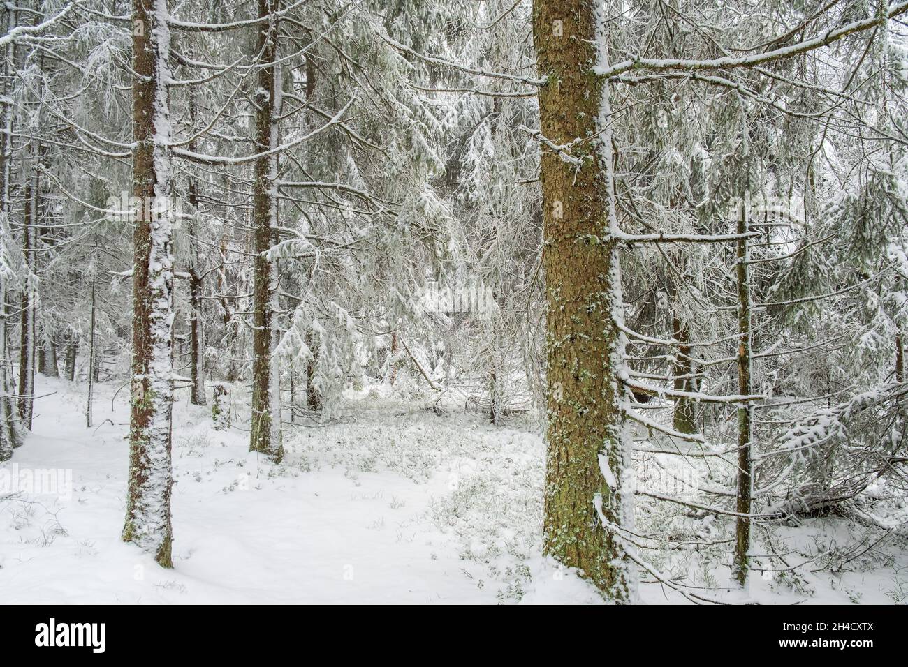 Snowy Spruce forest in wintertime Stock Photo