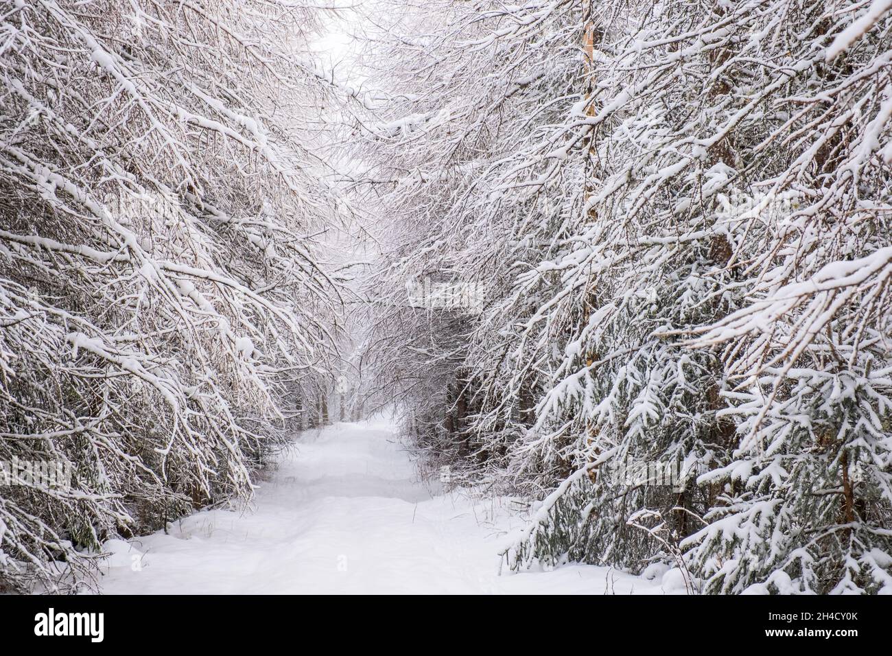 Hanging branches larch tree hi-res stock photography and images - Alamy