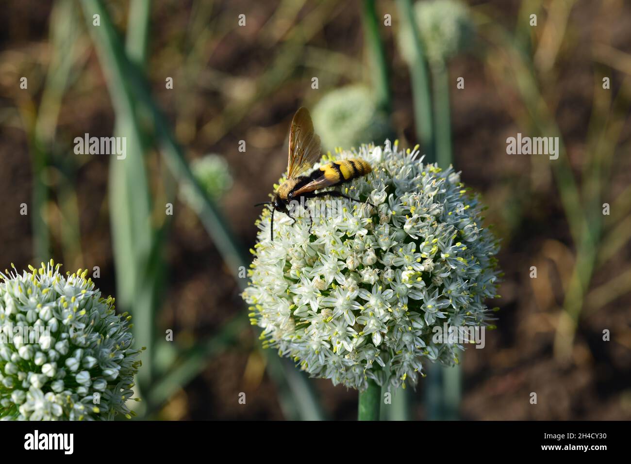 The honey bee collects pollen from flowering onion. Stock Photo
