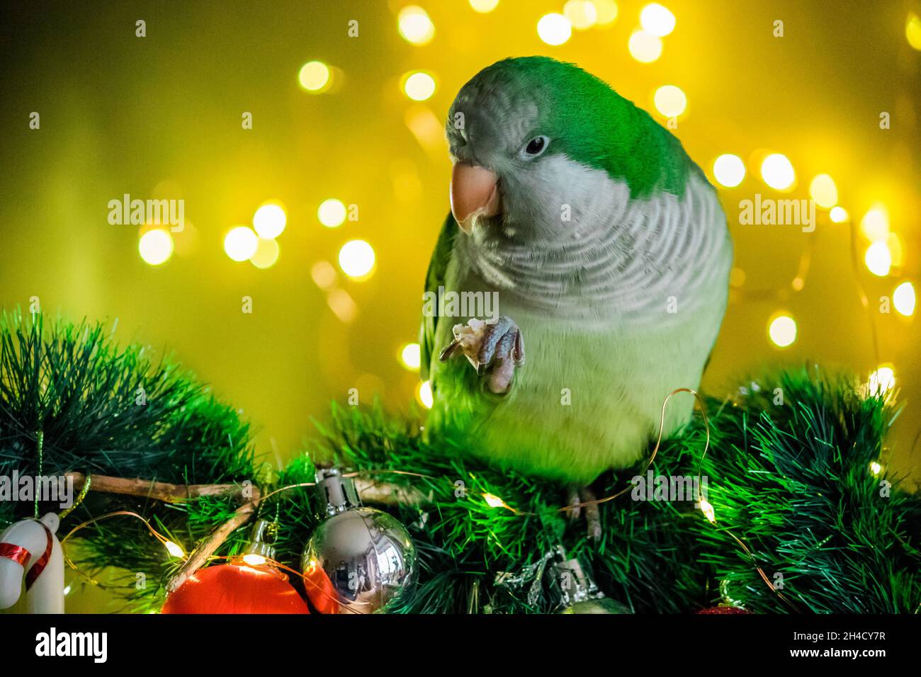 A fluffy parrot sits against the backdrop of glare and lights on New Year's Eve. Stock Photo