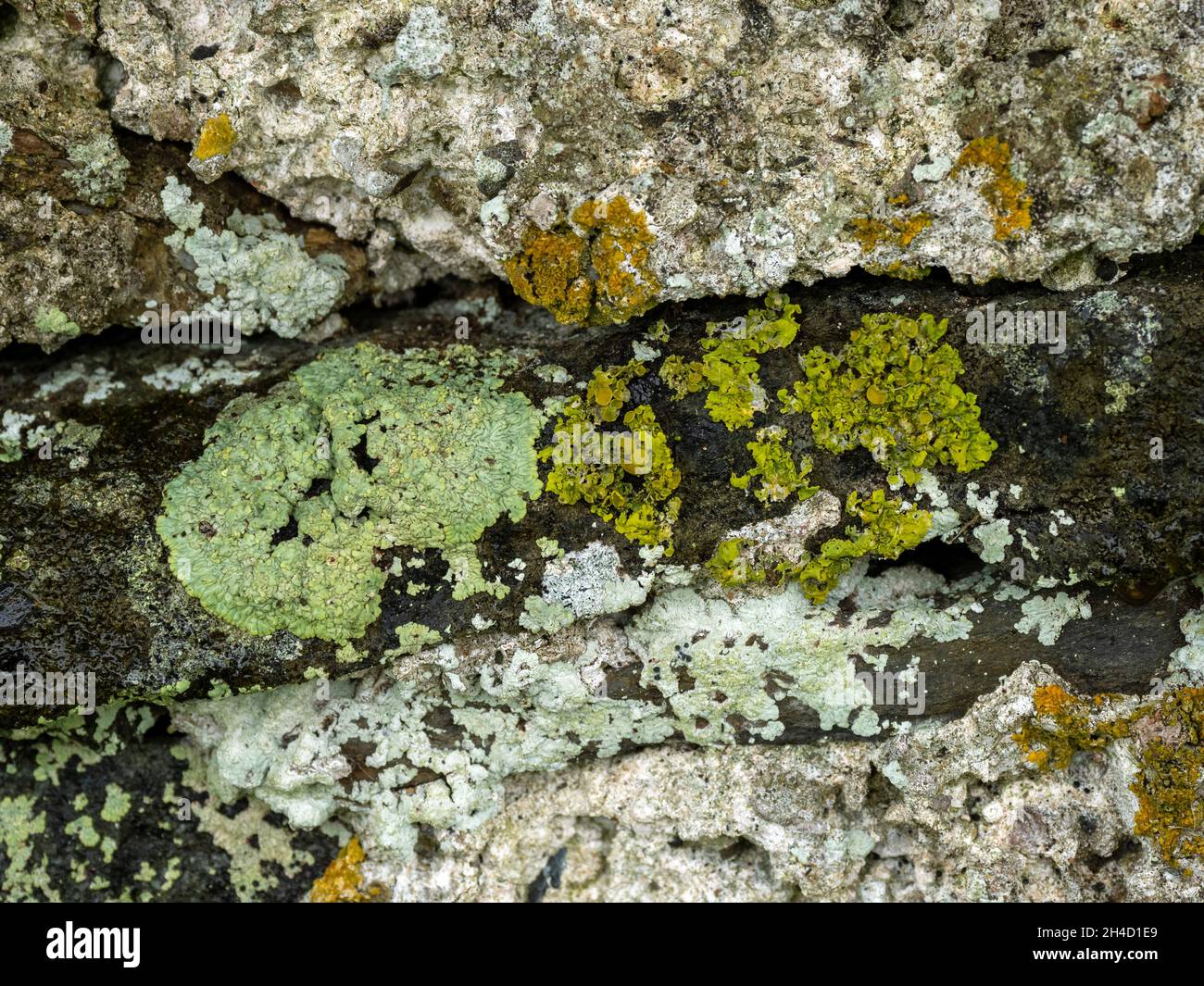 Different Lichen species on old wall. Stock Photo