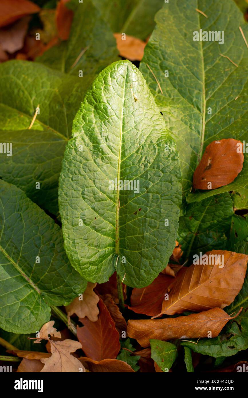 Bitter Dock (Rumex obtusifolius) green leaves in autumn. Close up. Detail. Stock Photo