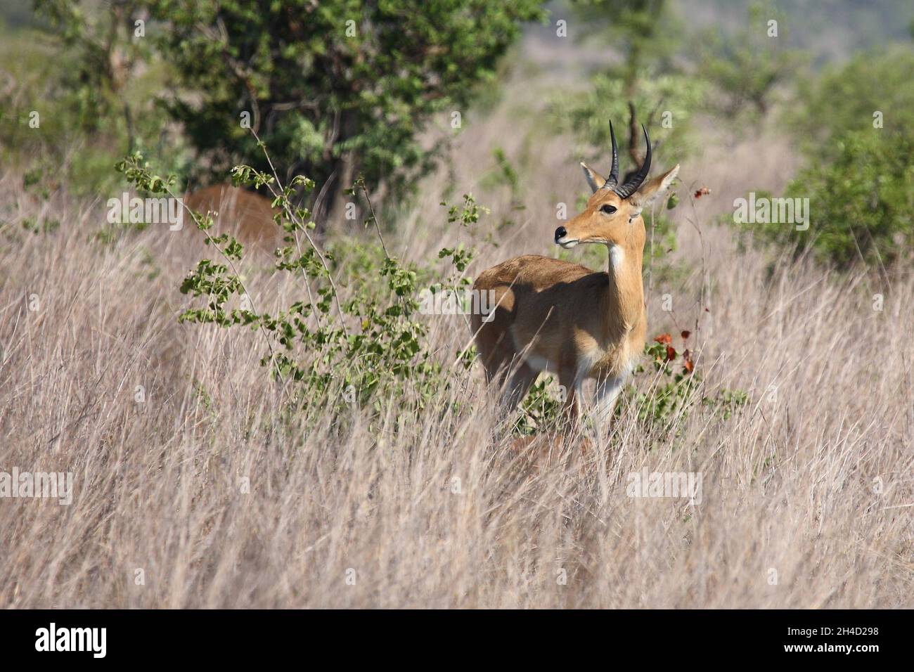 Grossriedbocke hi-res stock photography and images - Alamy