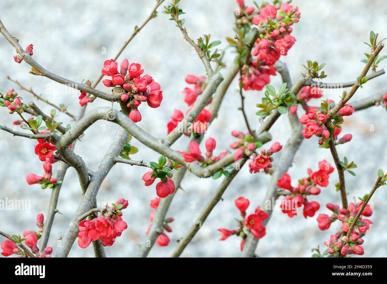 Chaenomeles speciosa, Japanese quince, Ornamental Quince, flowering quince, clusters of bright orange-scarlet flowers Stock Photo