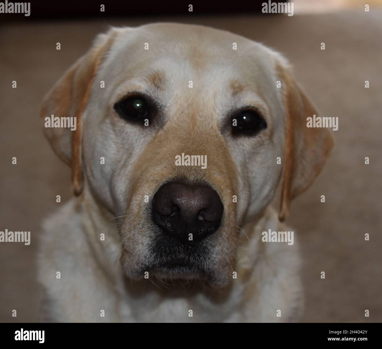 Labrador Ears High Resolution Stock Photography and Images - Alamy