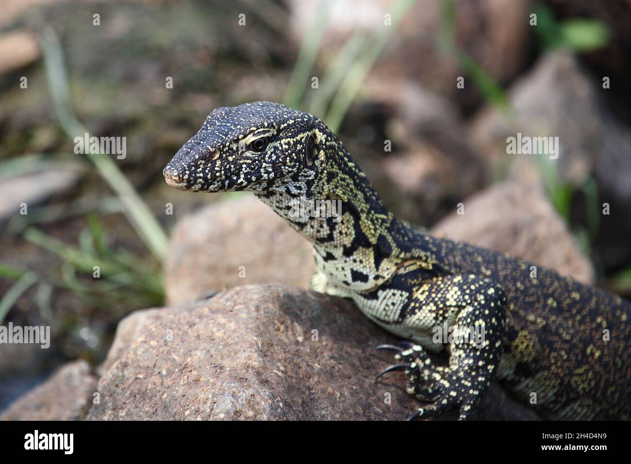 Nilwaran / Nile monitor / Varanus niloticus Stock Photo - Alamy