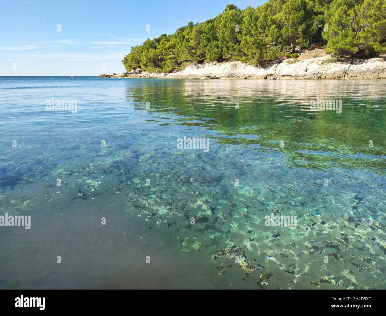 Invasive species Mnemiopsis leidyi, the warty comb jelly or sea walnut