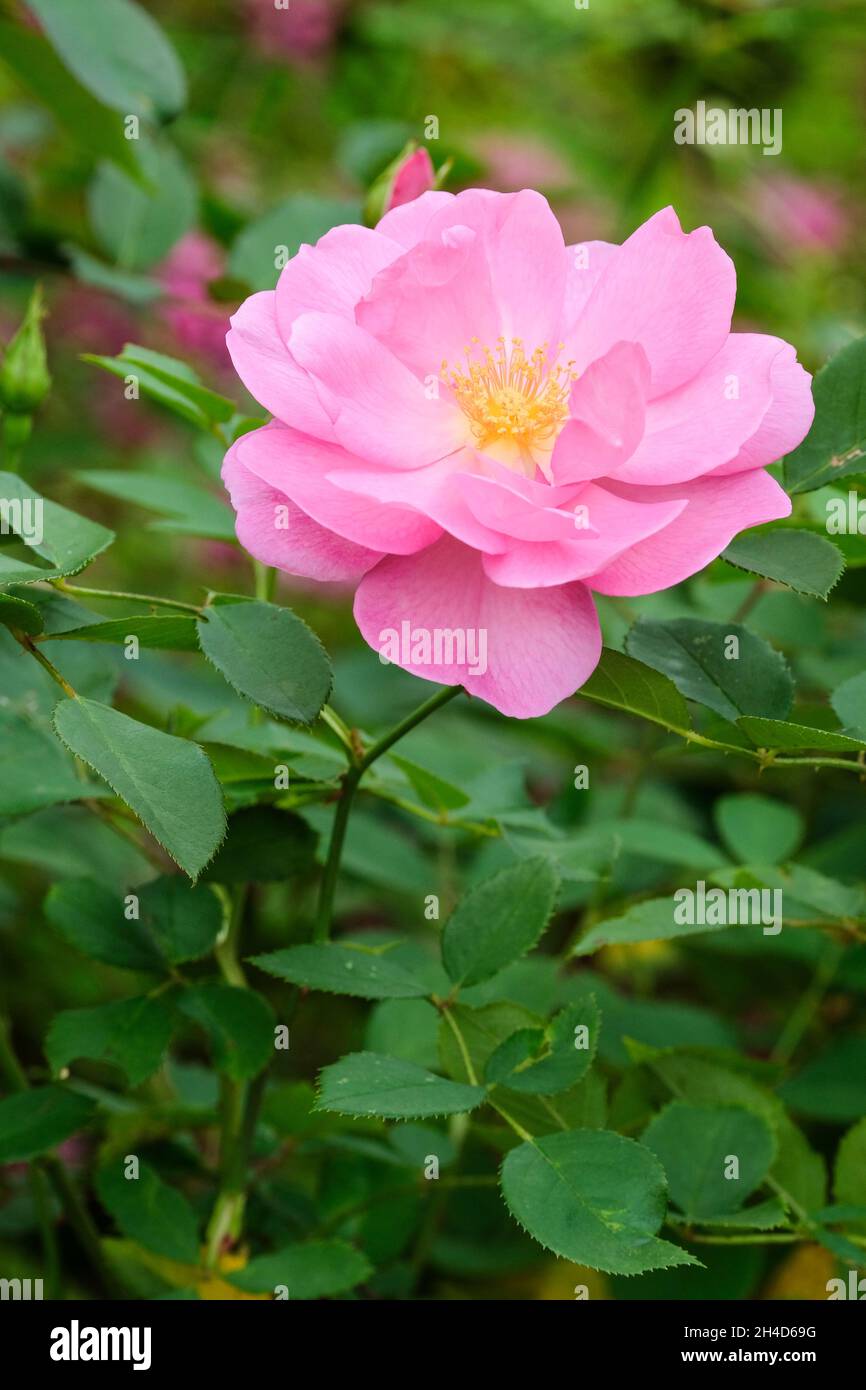 Rosa rose cariad hi-res stock photography and images - Alamy