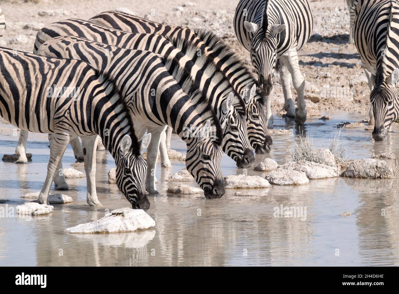 Burchells Zebra or Plains Zebra (Equus quagga) drinking at waterhole. Etosha National Park, Namibia. Africa Stock Photo