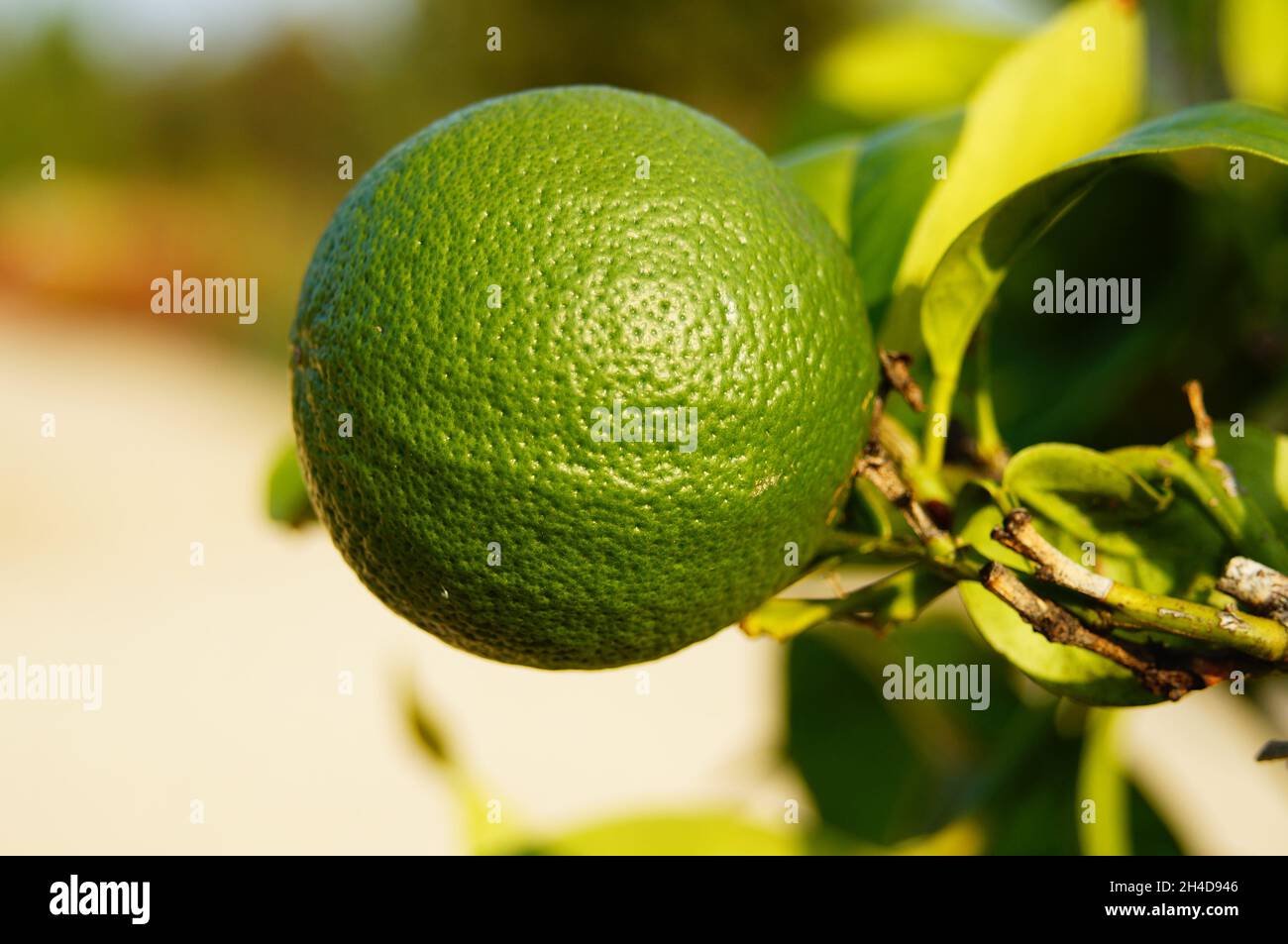 Unripe fruit of an orange Stock Photo - Alamy