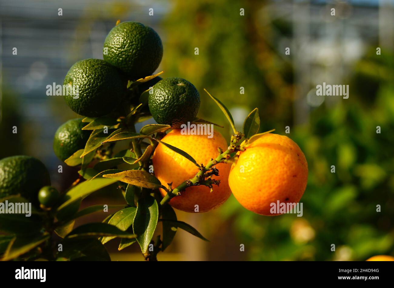 Fruits of the chinotto orange in various stages of ripeness. Stock Photo