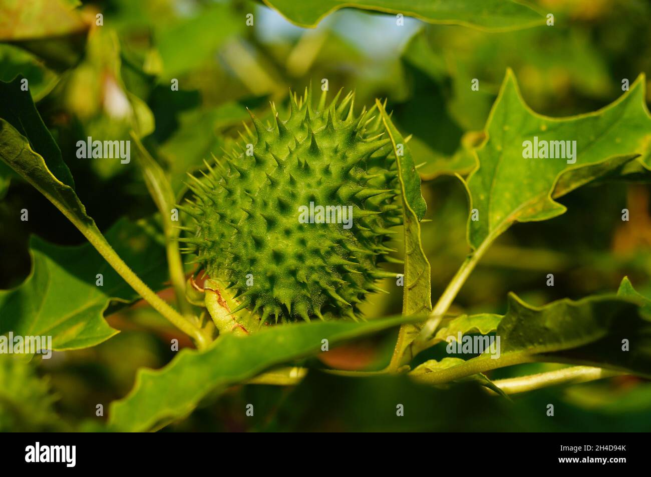 Immature fruit of the thorn apple Stock Photo