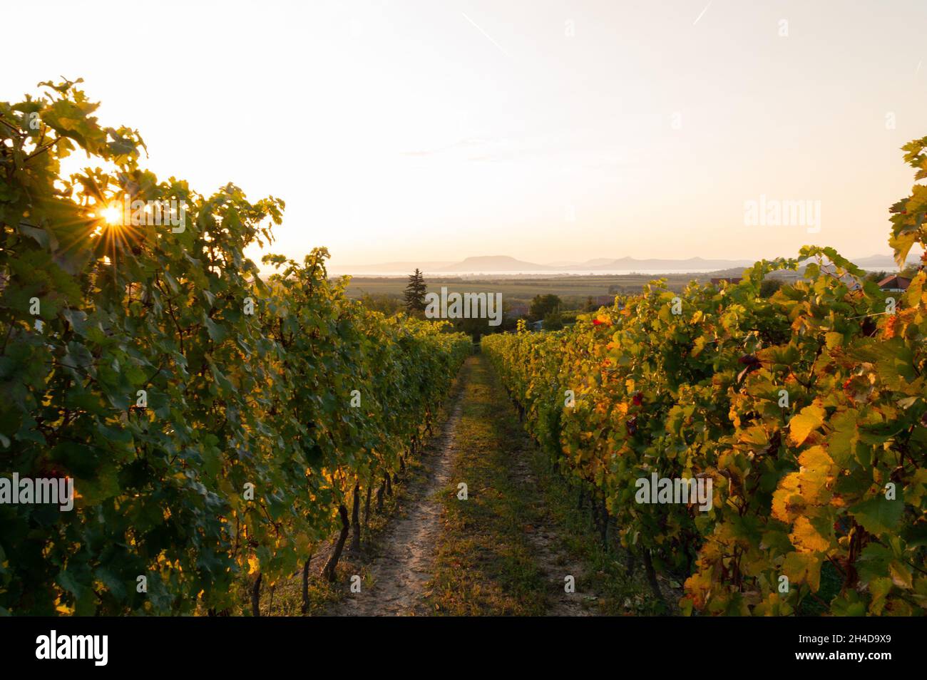 Beautiful sunset on the vineyard in Hungary. Vineyards close to the lake Balaton Stock Photo