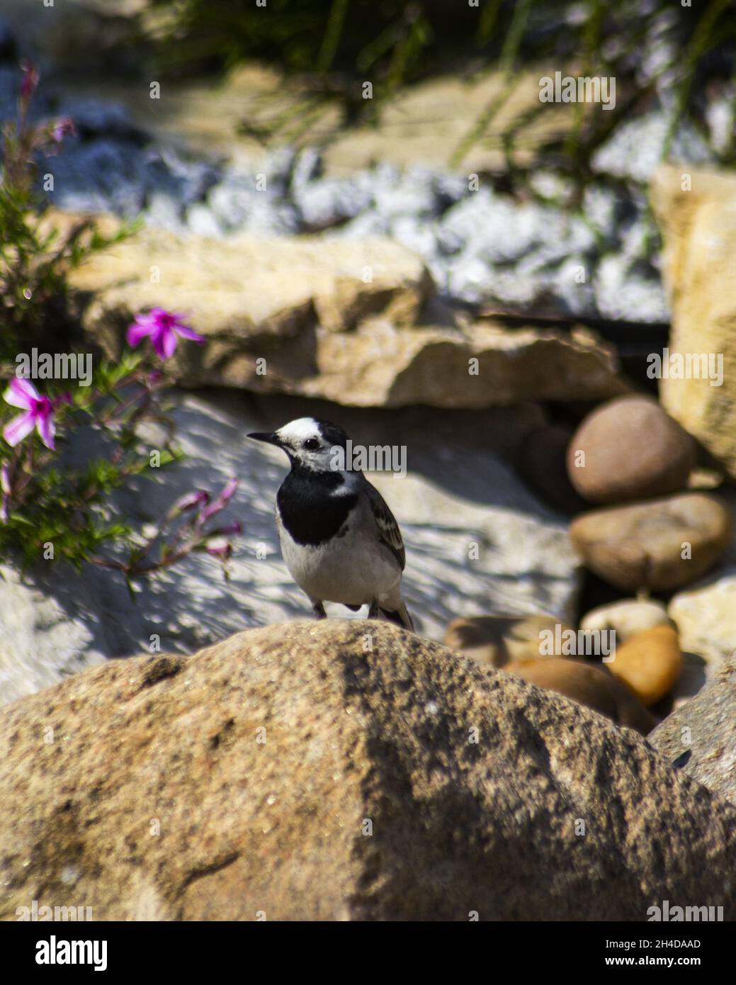 vertical  photo of Gray Wagtail in garden Stock Photo