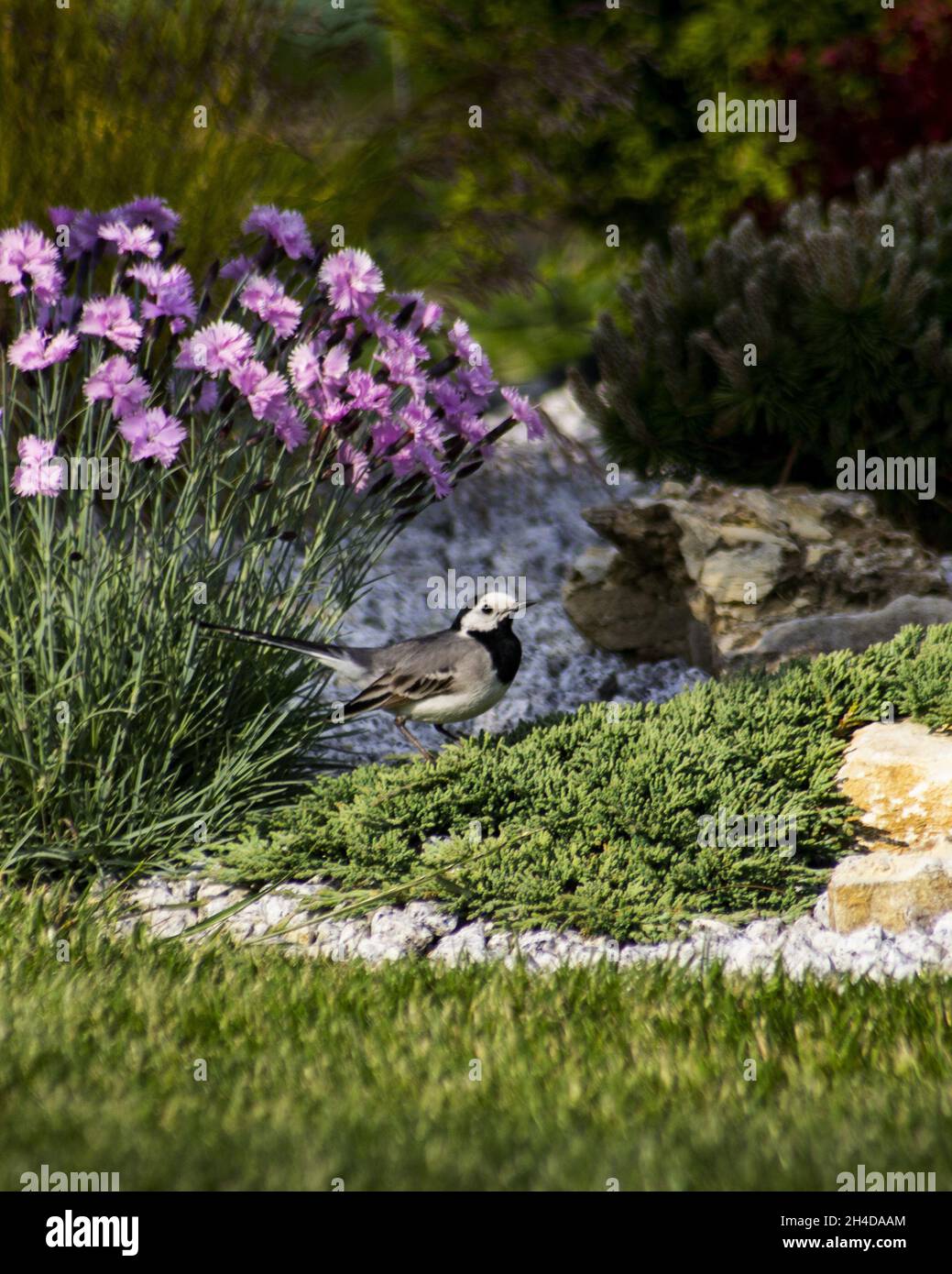 vertical  photo of Gray Wagtail in garden Stock Photo