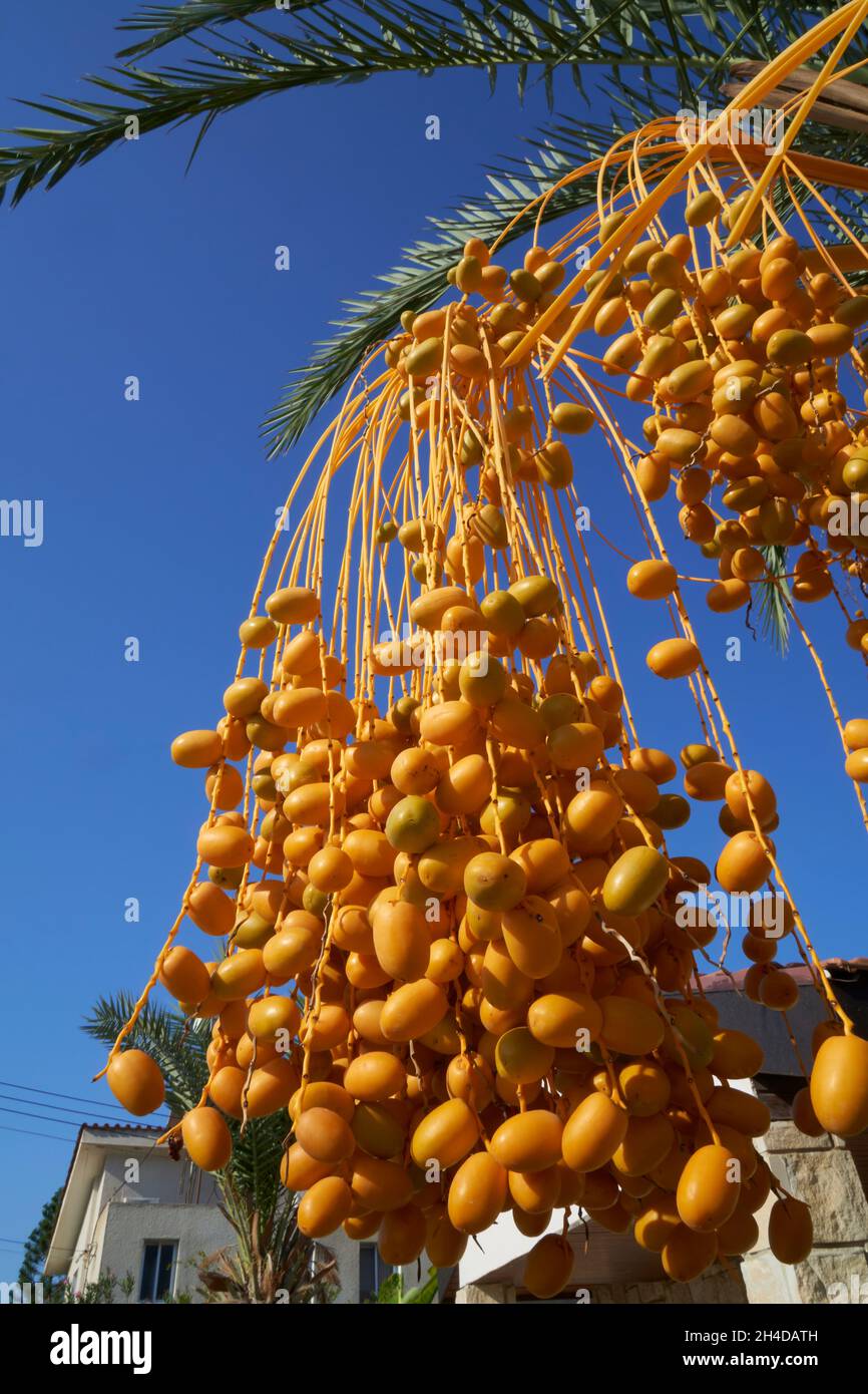 Close-Up of bunch of yellow dates hanging from palm tree in Cyprus Stock Photo