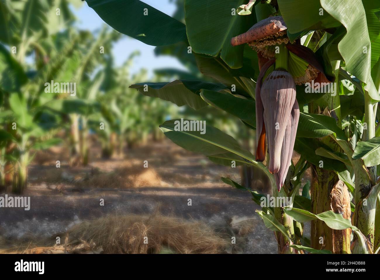 Panoramic photograph of a banana tree plantation in Cyprus with mountains in background Stock Photo