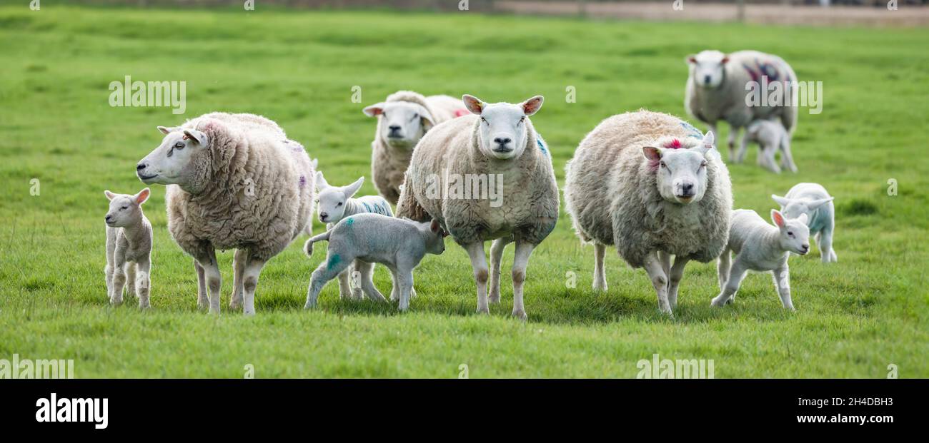 Flock or herd of sheep with lambs. Sheep in field on farm in UK countryside. Stock Photo