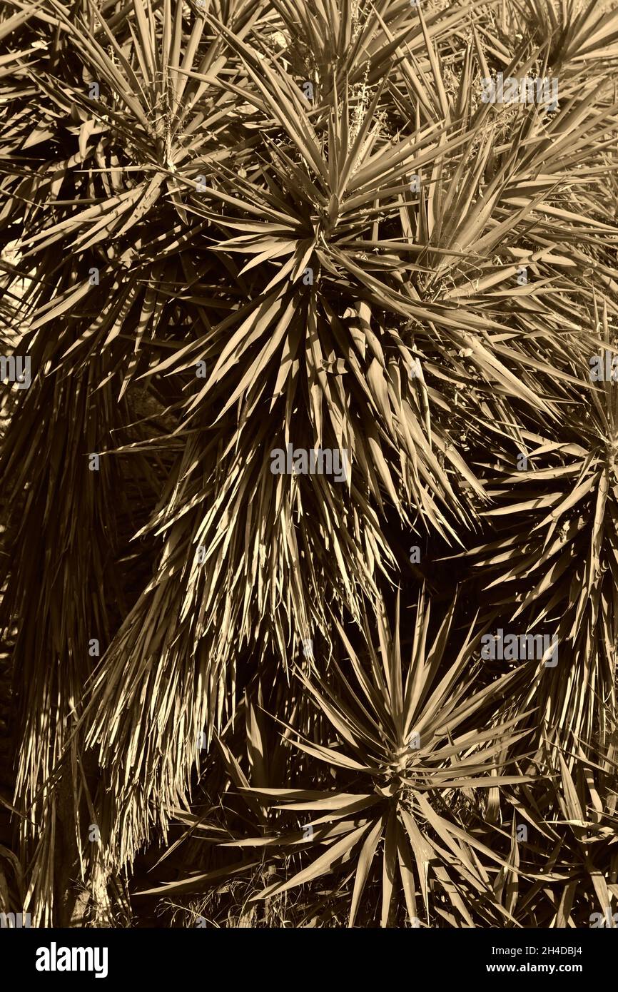 Monochrome image of a plant with pointed leaves Stock Photo