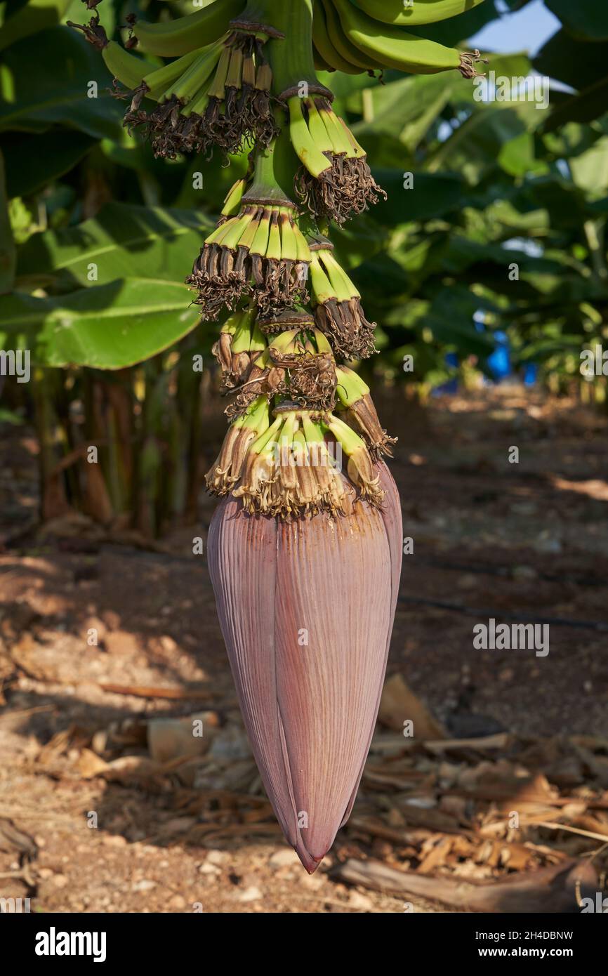Close-up of Banana tree pod on plantation showing the small fruit growing in Cyprus Stock Photo