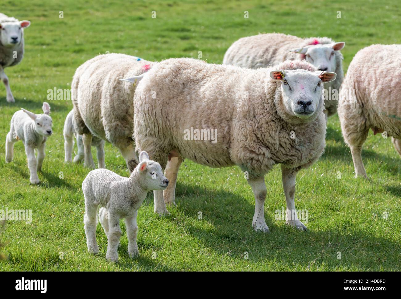 Flock of sheep with newborn lambs in a field on a UK farm Stock Photo