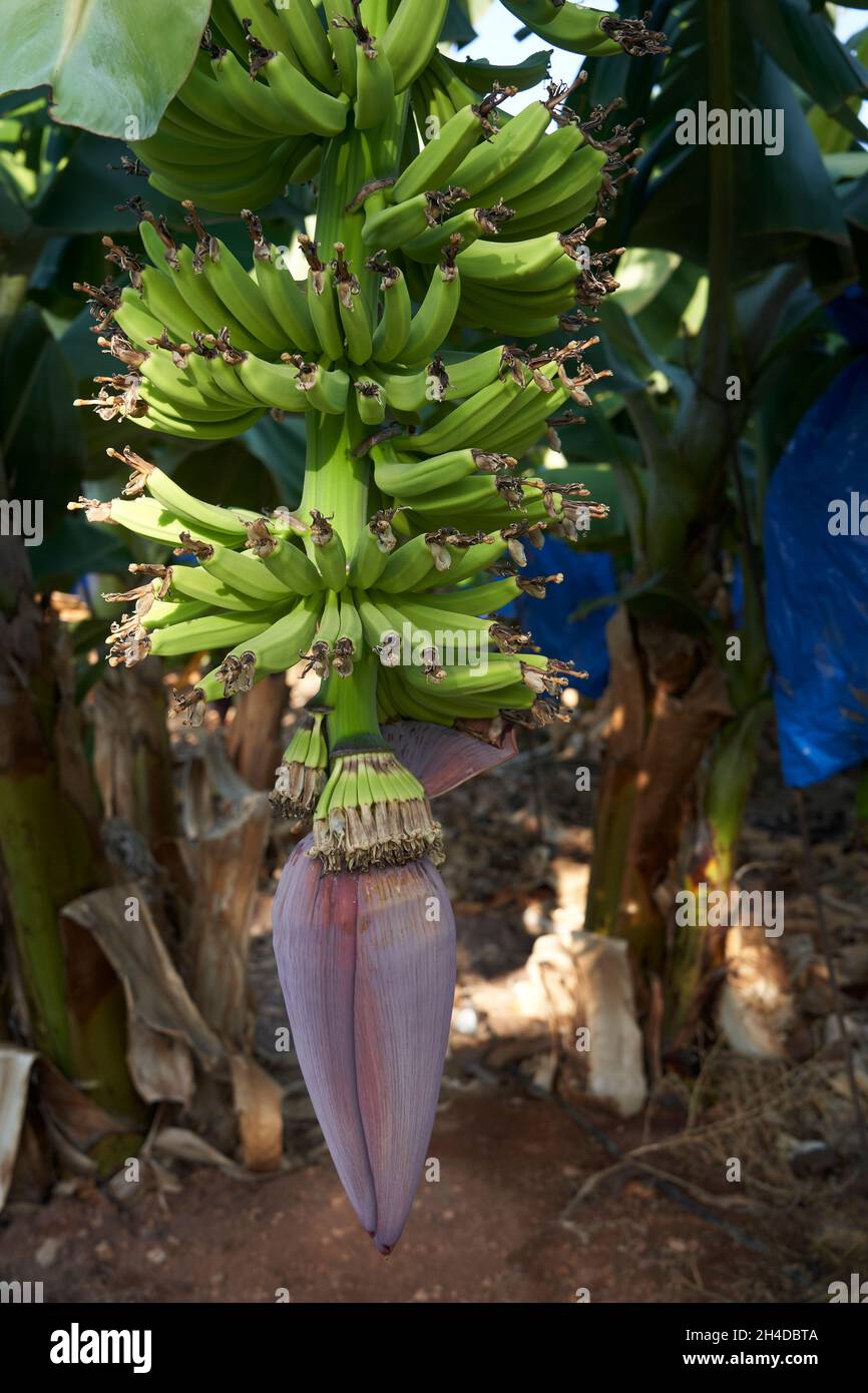 Close-up of Banana tree pod on plantation showing the small fruit growing in Cyprus Stock Photo