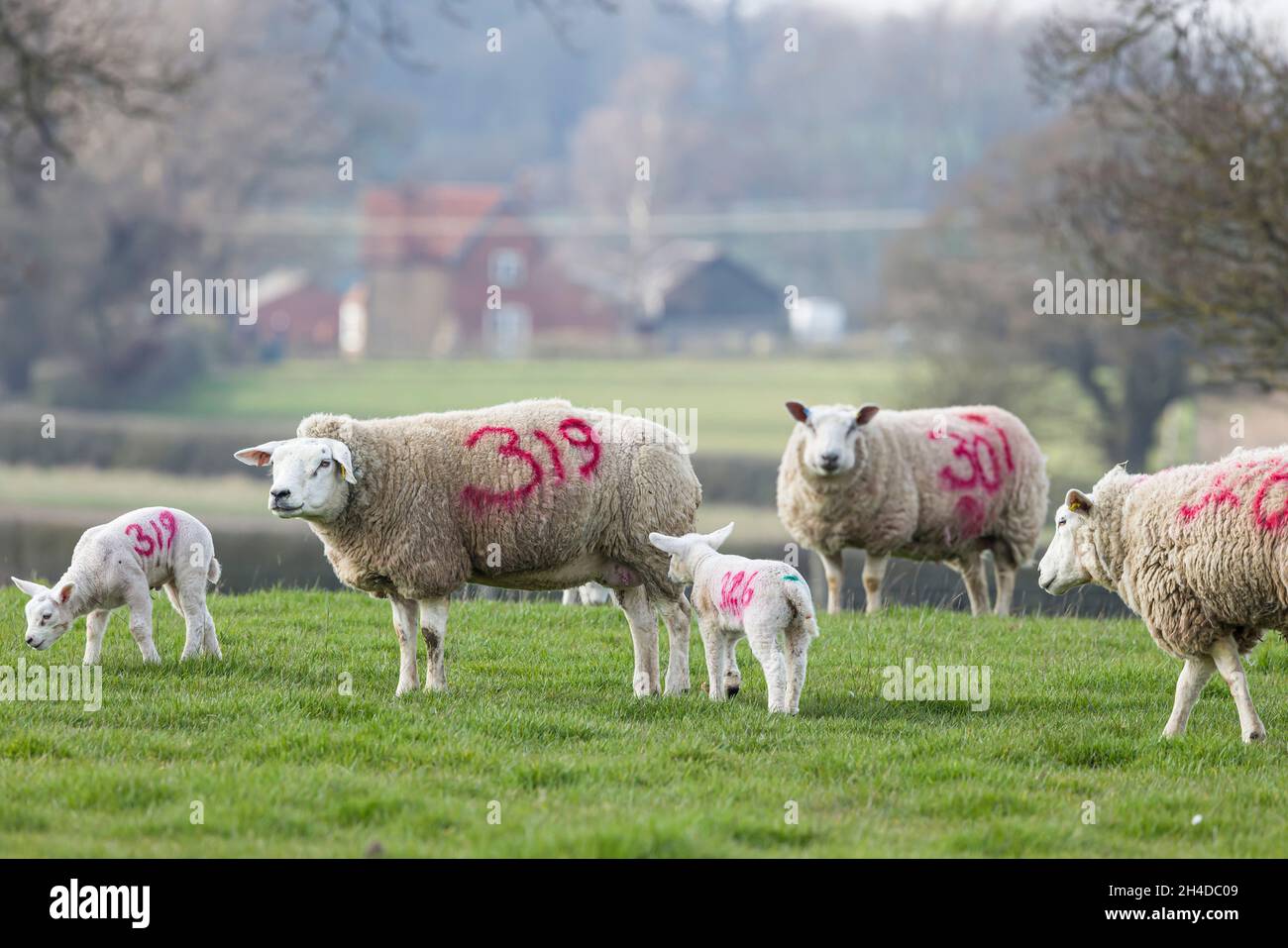 Flock of sheep with lambs in a field on farm. Buckinghamshire, UK countryside. The sheep are numbered for identification. (Counting sheep concept) Stock Photo
